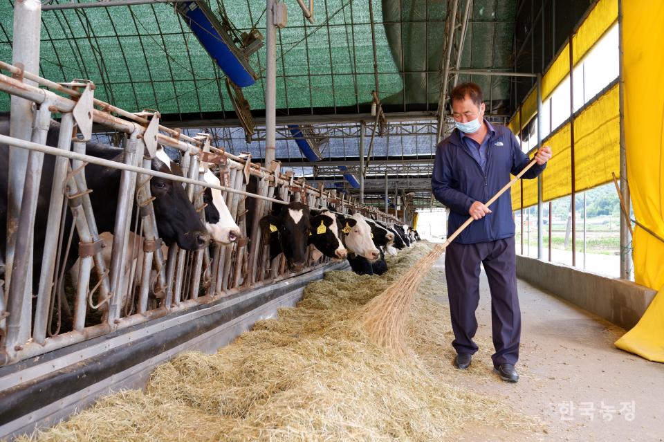 임승희씨가 충남 아산시에 있는 자신의 목장에서 젖소에 풀사료를 급여하고 있다.