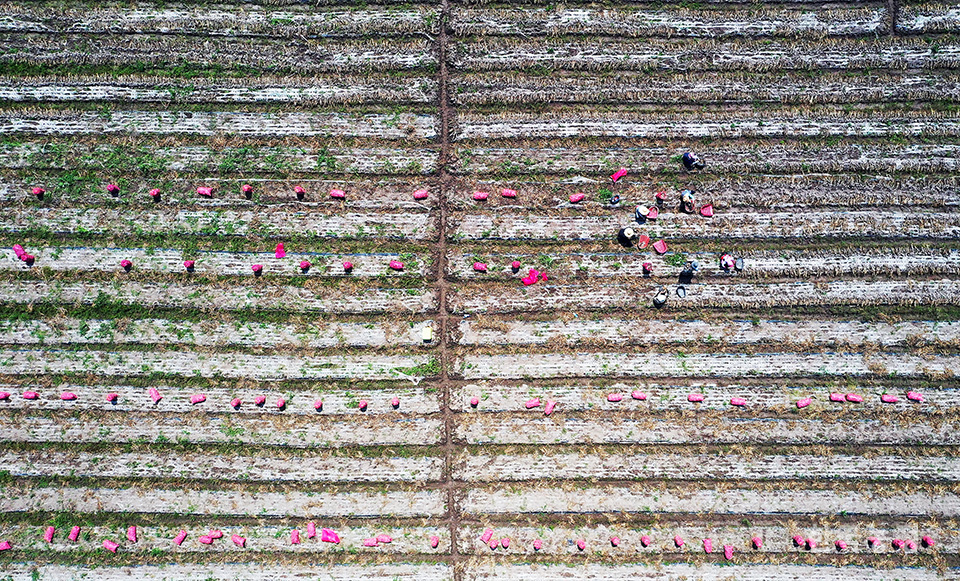 할 일은 많고 사람은 없다. 지난 7일 경남 의령군 부림면 여배리 들녘에서 농민들과 외국인노동자들이 마늘을 수확해 빨간 망에 담고 있다. 이들이 지나온 자리마다 빨간 망이 줄지어 서 있다.