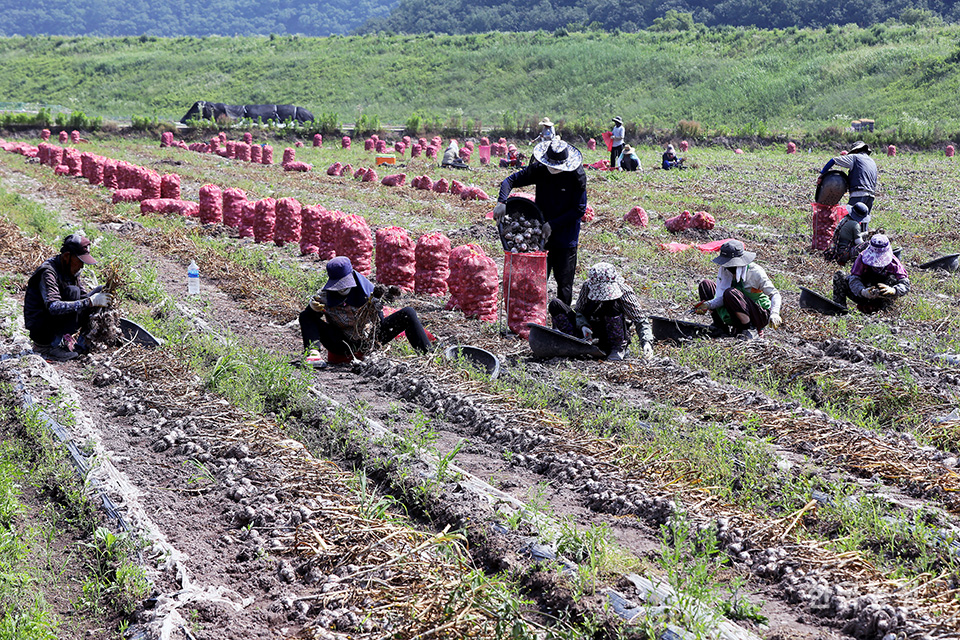 각 고랑마다 농민들과 외국인노동자 10여 명이 앉아 마늘을 수확하고 있다.