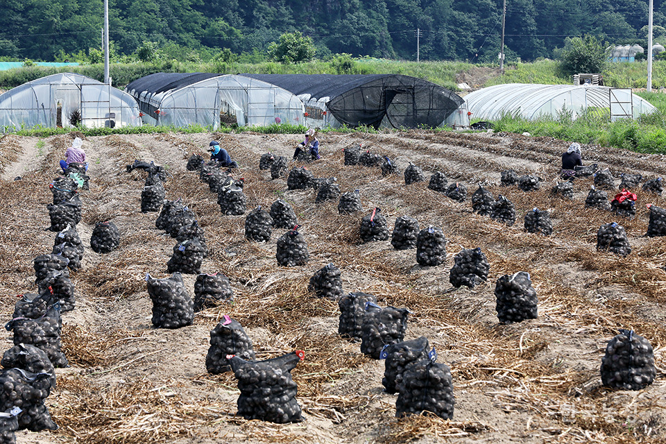 지난 7일 경북 고령군 쌍림면 송림리 들녘에서 여성농민들이 마늘을 수확하고 있다.