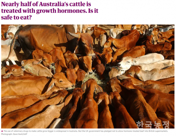 영국 가디언지 6월 5일 자 신문에 ‘절반에 가까운 호주산 소가 성장호르몬을 맞는데, 먹기에 안전할까요?’라는 제목의 기사가 실려 있다.