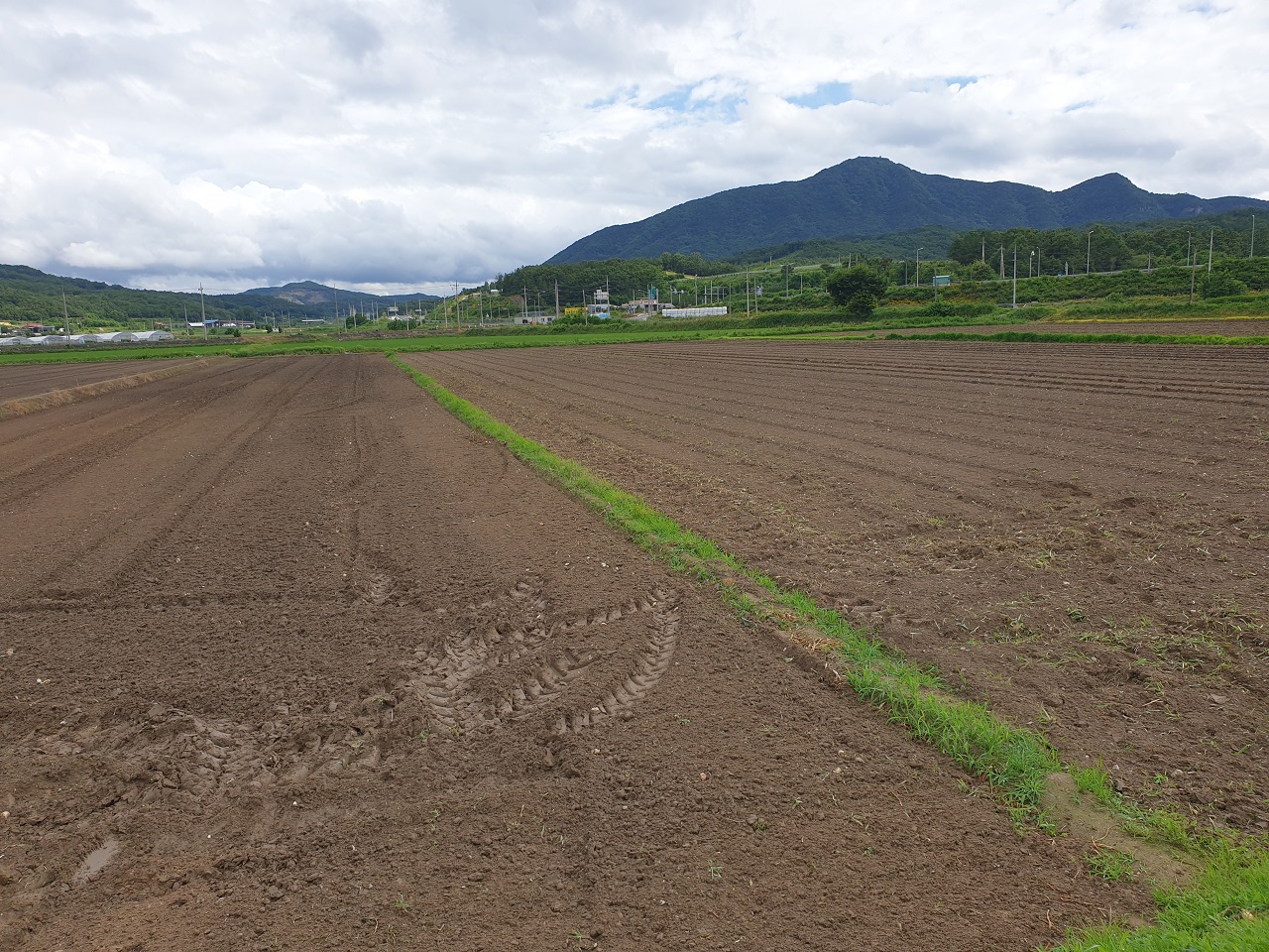 수확을 포기하고 갈아엎은 경북 의성 다인면의 마늘밭.