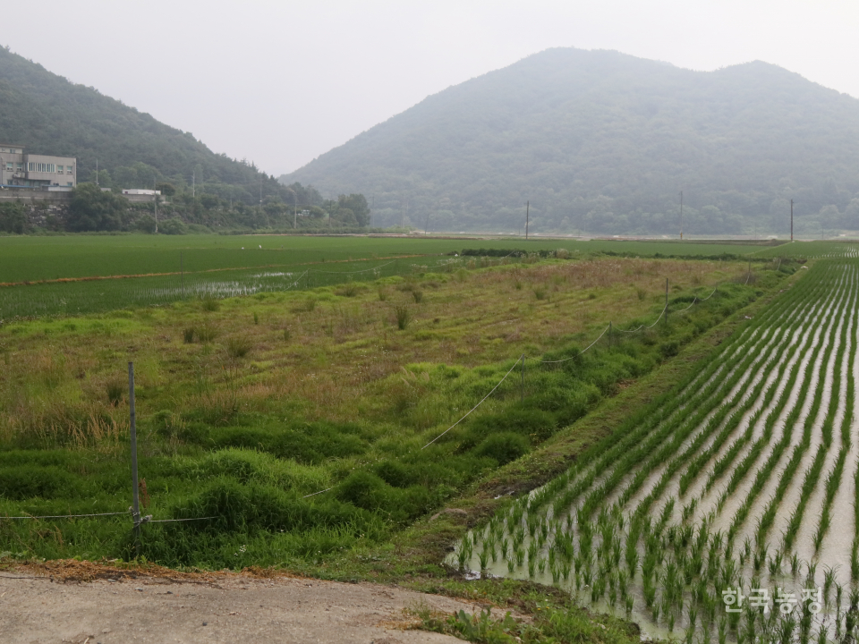 주변의 모든 논에서 벼가 자라는 가운데, 송씨 가족의 논만 잡초로 가득하다.