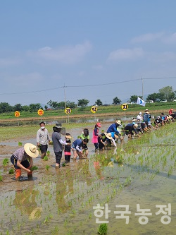 지난 19일 광주시농민회 통일쌀 모내기 행사 참가자들이 통일쌀 경작지에서 손 모내기를 하고 있다.