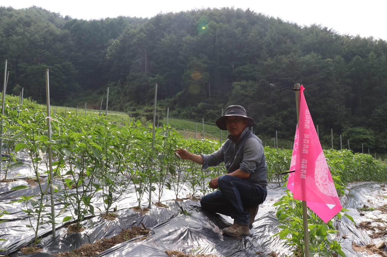 지난달 28일 경북 봉화군 재산면 농민 박성인 씨가 토종고추밭에서 최근 농사과정의 어려움을 설명하고 있다.