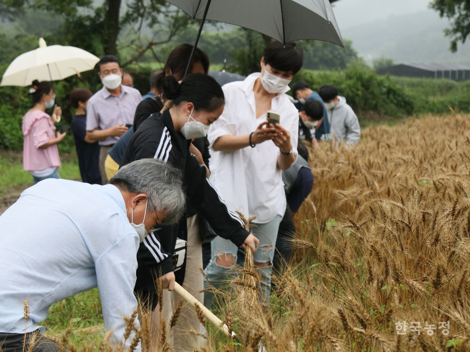 영농조합법인이 직접 재배하고 있는 밀밭에서 가서 수확체험을 하고 있는 시민들. 빵 판매가 늘어난 만큼 김희상 대표는 우리밀 생산기반을 더욱 단단하게 확립할 계획입니다.