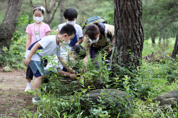 지난 9일 전남 곡성군 죽곡면에 위치한 대황강 생태탐방로에서 진행된 생태교육에서 죽곡초등학교 1~2학년 학생들이 숲에 서식하는 곤충을 관찰하고 있다.한승호 기자