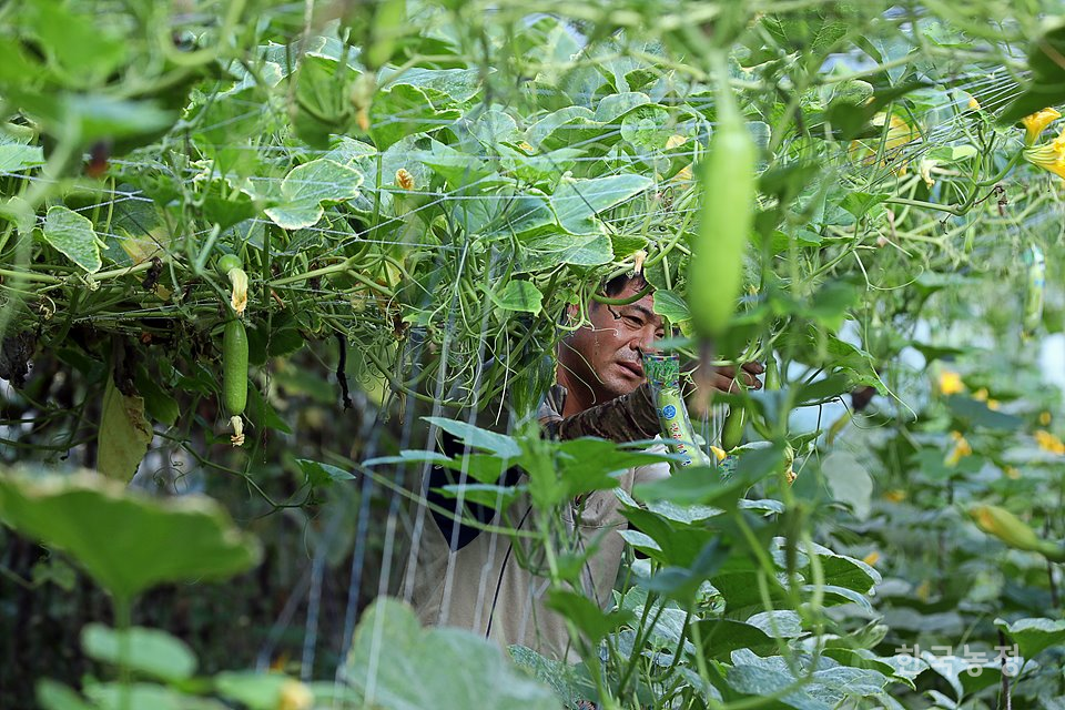 강원도 홍천군 화촌면에서 애호박 농사를 짓고 있는 한현선씨가 폭염이 기승을 부린 지난 9일 넝쿨이 무성한 하우스에서 애호박에 비닐을 씌우며 구슬땀을 흘리고 있다.