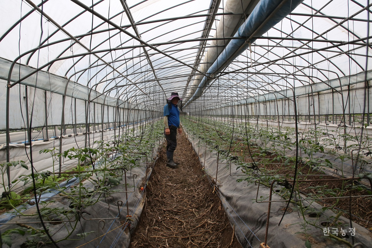농민 이재환씨가 폭염 피해로 두 달 넘게 기른 작물을 갈아엎고 어렵사리 재정식한 방울토마토 모종을 살펴보고 있다.