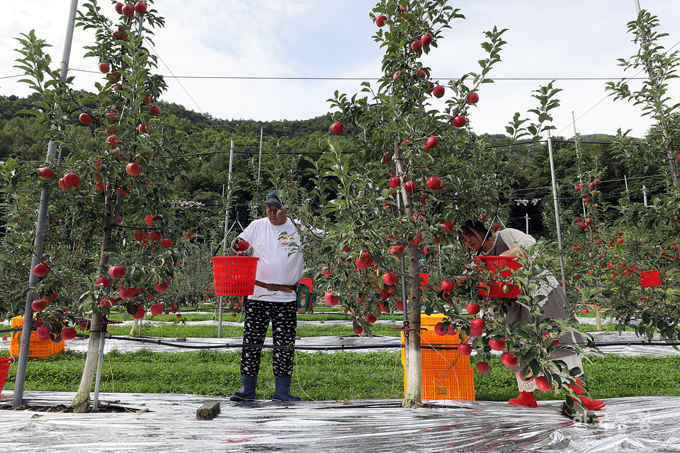 지난 6일 강원도 정선군 임계면의 과수원에서 최보란·윤정민 부부가 홍로 사과를 수확하고 있다.