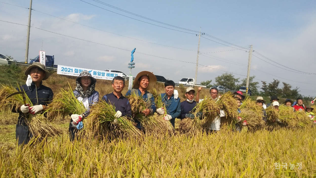 철원군농민회의 통일쌀 경작지는 북녘 원산으로 이어지는 3번 국도와 철길 사이에 있다. 참가자들은 두 길이 다시 이어지기를 기원하며 벼를 벴다.