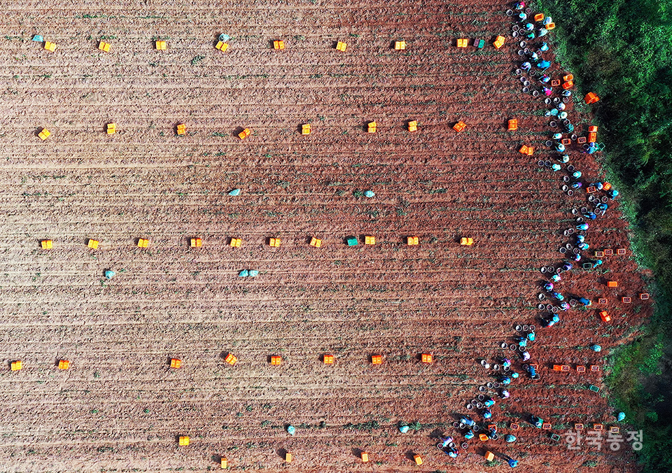 지난 13일 전남 영암군 시종면 봉소리의 한 비탈진 밭에서 수십여 명의 농민들과 외국인노동자들이 고구마를 수확하고 있다. 