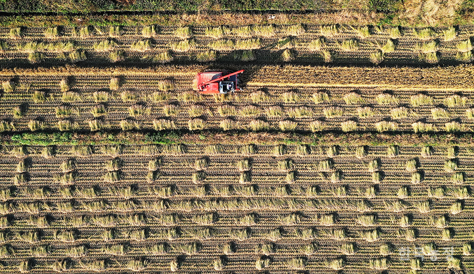 지난 20일 충북 괴산군 소수면 고마리의 친환경 벼 재배단지에서 허상오씨와 농민들이 콤바인으로 유기농으로 재배한 나락을 추수하고 있다. 