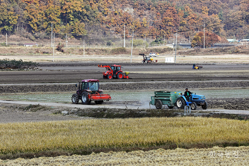 11월 첫날, 국내 대표적인 마늘 주산지 중 한 곳인 경북 의성군 단촌면 들녘에서 농민들이 밭을 만들거나 비료를 뿌리는 등 마늘 파종을 위한 준비로 분주하게 움직이고 있다.  