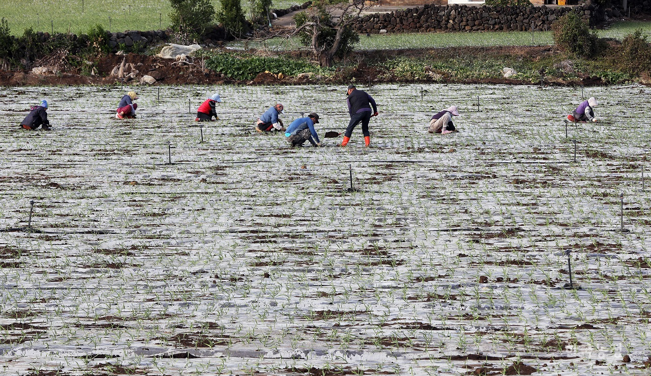 지난 7일 제주도 서귀포시 안덕면 사계리의 마늘밭에서 여성농민들이 마늘순을 비닐 위로 끄집어내고 있다. 한승호 기자