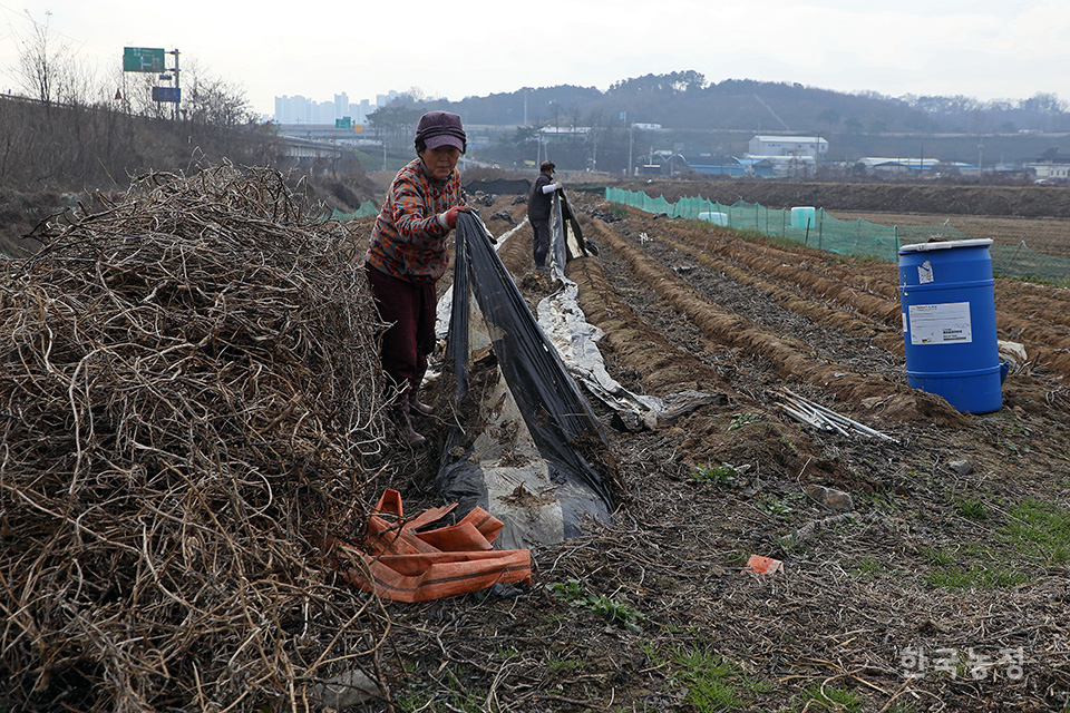 지난달 29일 충북 진천군 문백면 도하리의 한 농지에서 농민들이 그동안 재배했던 고춧대와 콩대, 비닐 등을 제거하며 올 한해 농사를 정리하고 있다. 