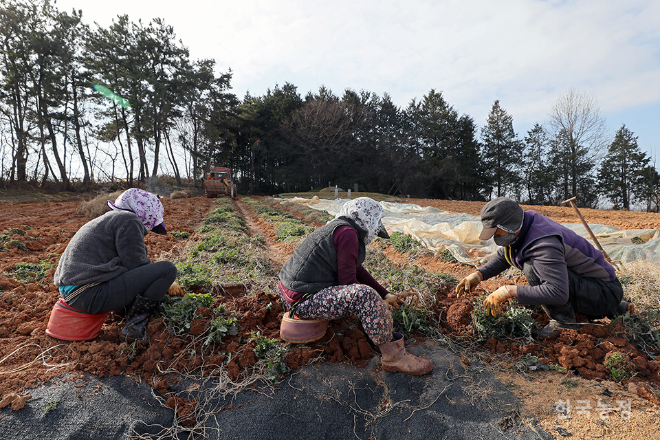 지난 14일 전북 김제시 만경읍 대동리의 한 비탈진 밭에서 농민들이 3년 동안 키운 더덕을 캐 손질하고 있다. 이날 더덕 수확에 나선 농민은 “지난가을에 비가 잦아서 그런지 (수확)양도 적고 크기도 작은 게 많다”며 씁쓸해했다.