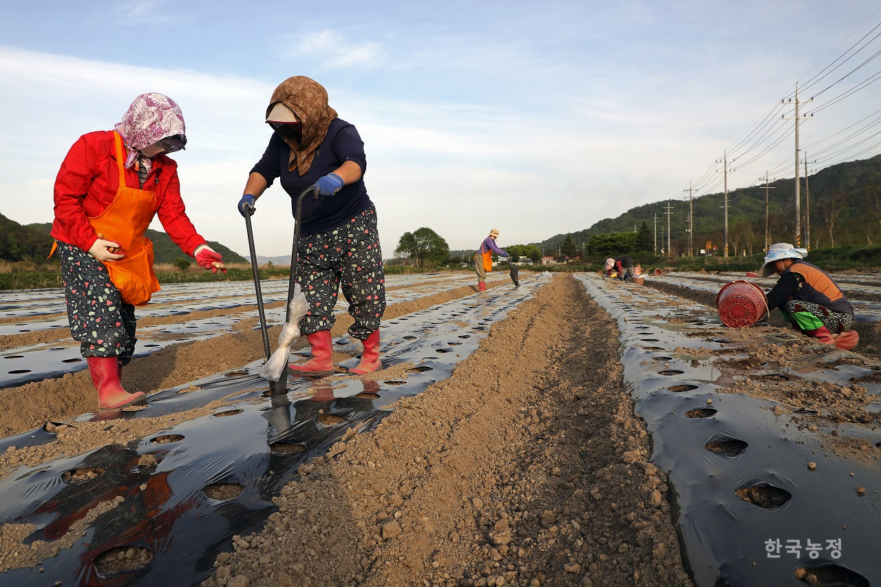 지난 4월 26일 경북 상주시 외서면 봉강리 들녘에서 친환경으로 농사를 짓고 있는 여성농민들이 생강 종자를 밭에 심고 있다. 한승호 기자