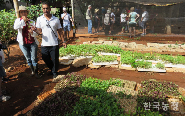 오가노포니코(Organoponico)는 비옥한 토지가 없을 때 농산물 수확 후 나온 부산물을 퇴비와 섞어 채소를 경작하는 도시농업 형태다. 사진은 쿠바의 수도 아바나의 오가노포니코 중 한 곳. 출처: flickr Chaloos