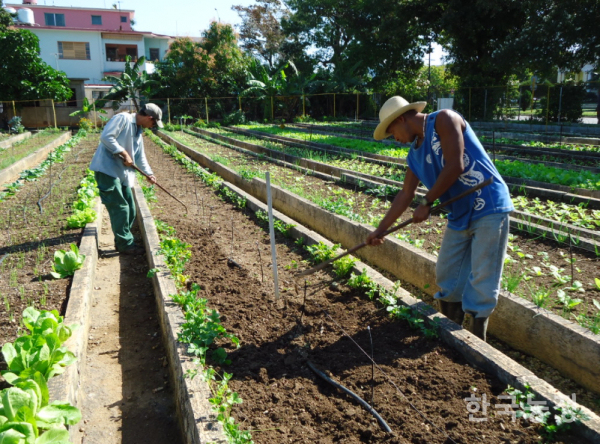 쿠바 아바나 동쪽의 작은 공동체에서 운영하는 유기농 공동체 텃밭인 알라마르(Alamar) 농장. 출처: flickr courthouselover