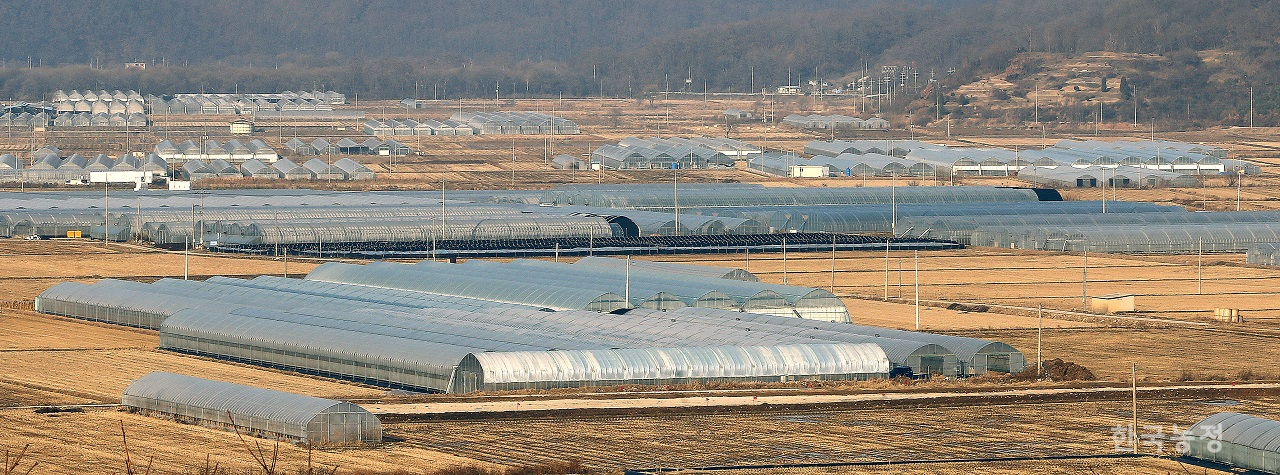 강원도 철원군 근남면의 한 동산에서 바라 본 들녘 위로 과채류를 재배하는 시설하우스가 빽빽이 들어서 있다. 한승호 기자