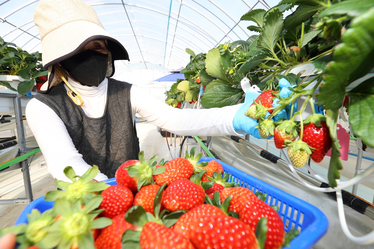 지난해 국산 딸기 품종 보급률이 96.3%를 넘어섰다. 사진은 농촌진흥청 관계자가 연구용 딸기를 수확 중인 모습. 농촌진흥청 제공