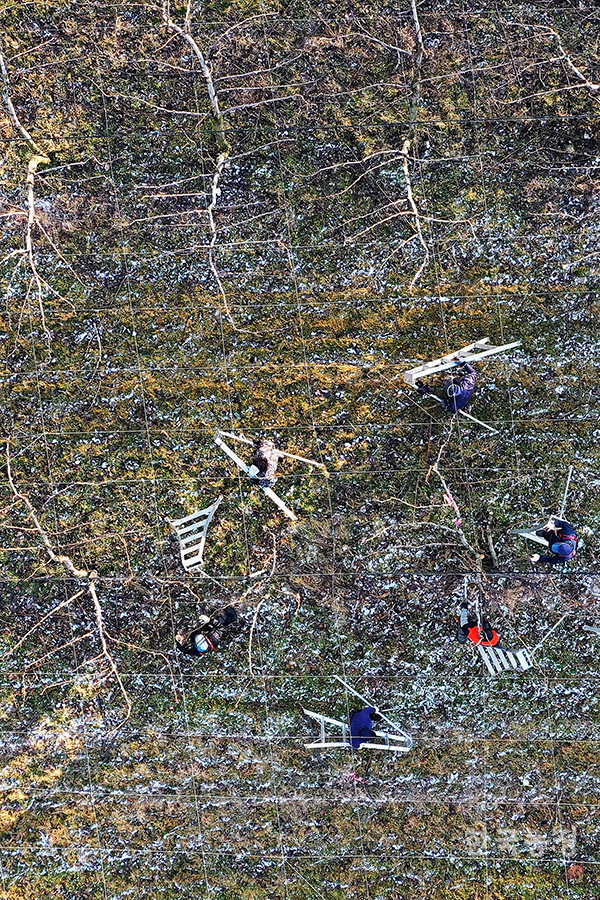 영하 10도 안팎의 한파가 지속중인 가운데 지난 11일 충남 아산시 신창면 오목리의 배밭에서 농민들과 전정 기술자들이 배나무의 가지를 치며 이동하고 있다. 