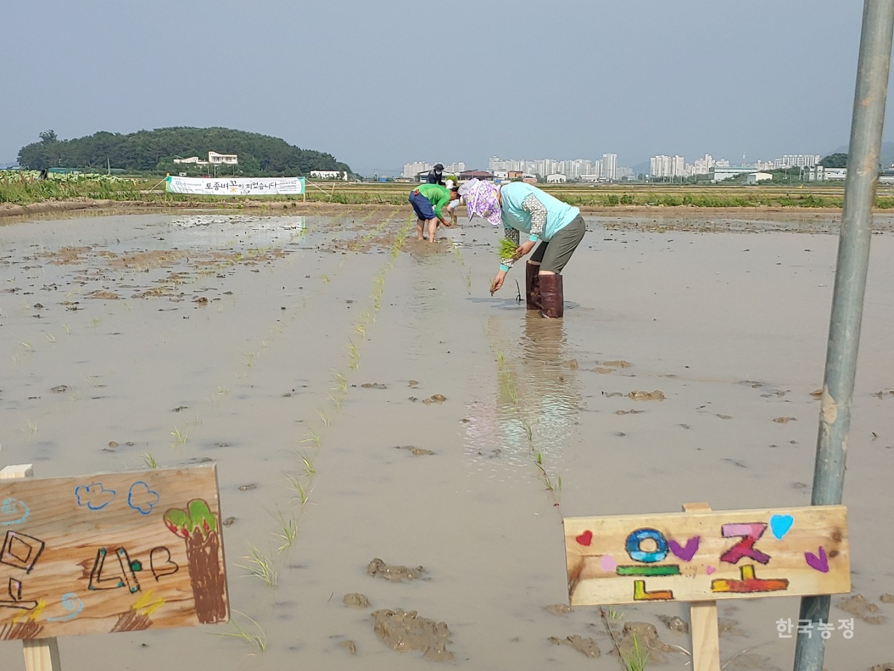 지난해 6월 5일 경남 창원시 주남저수지 인근 생태논에서 창원시, 생태관광협의체 주남나누기 주최로 열린 ‘토종벼 꽃이 피었습니다’ 행사 중 창원시민들이 모내기 체험을 하고 있다.