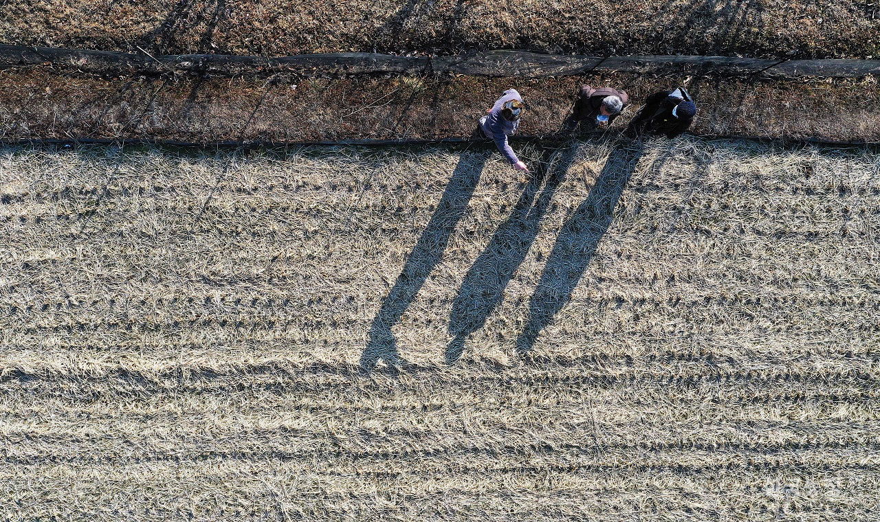 지난해 무경운 농법으로 쌀을 재배한 뒤 볏짚을 남겨 놓은 전남 곡성군 옥과면의 한 논에서 지난 8일 김현지 곡성군농민회장(오른쪽)과 김현인(가운데), 조해석(왼쪽)씨가 논과 밭에서의 무경운 농사에 대해 서로 의견을 나누고 있다. 김현인씨는 무경운 농법을 통해 지난해 쌀 생산량이 소폭 늘었다고 밝혔다. 한승호 기자
