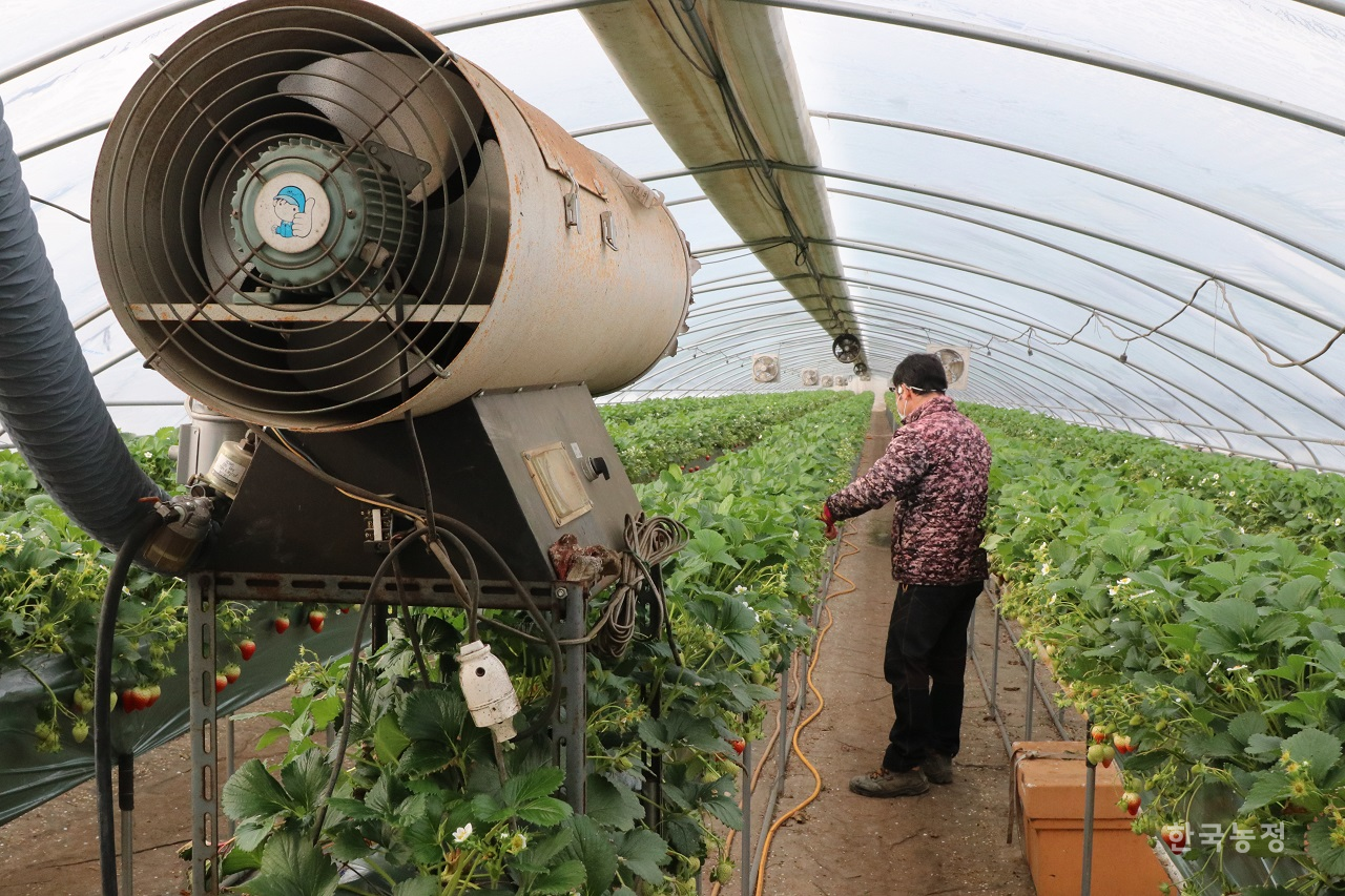 지난 7일 충남 논산군 월오리 일원의 딸기 시설하우스에서 농민 박재영씨가 작물을 살펴보고 있다.