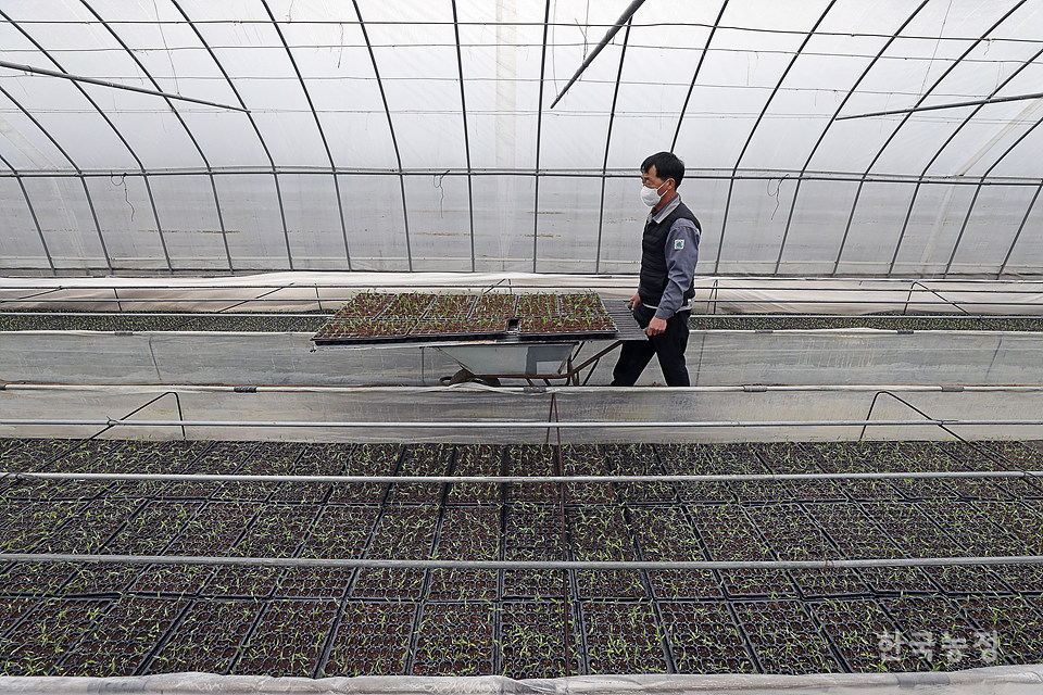 30년 가까이 고추농사를 짓고 있는 윤희경씨가 포트에 옮겨 심은 고추 모종을 손수레에 담아 보온시설로 옮기고 있다.
