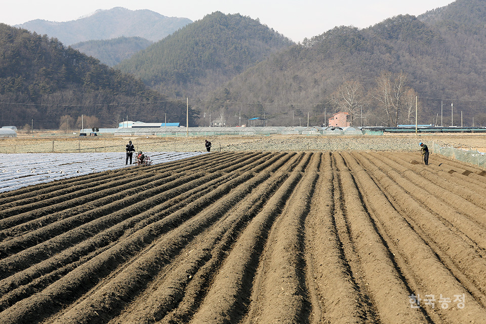 8일 오후 충북 괴산군 청천면 강평리 들녘에서 농민들이 감자를 심기 위해 만든 두둑 위에 비닐을 씌우고 있다. 이날 만난 농민은 “이번주 내로 감자를 심을 예정”이라고 말했다. 