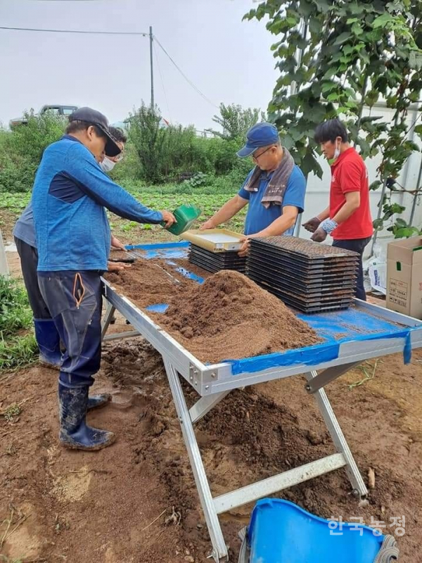 지난해 철원군농민회원들이 이광휘 철원군농민회 농업위원장의 농장에서 양파 공동육묘를 하고 있다.