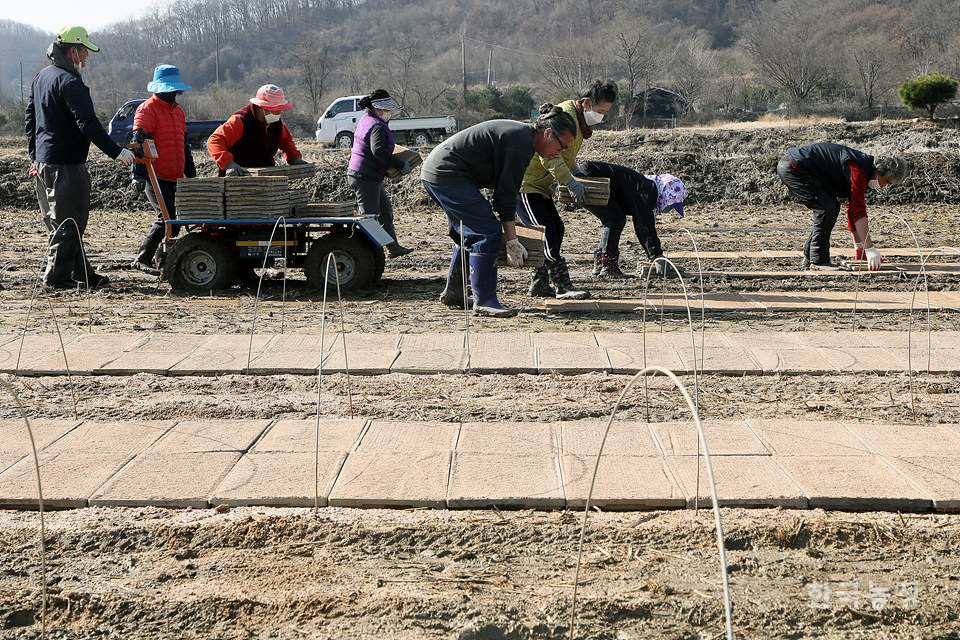 농민들이 바닥을 평평하게 고른 논에 볍씨를 뿌린 모판을 가지런히 놓고 있다.