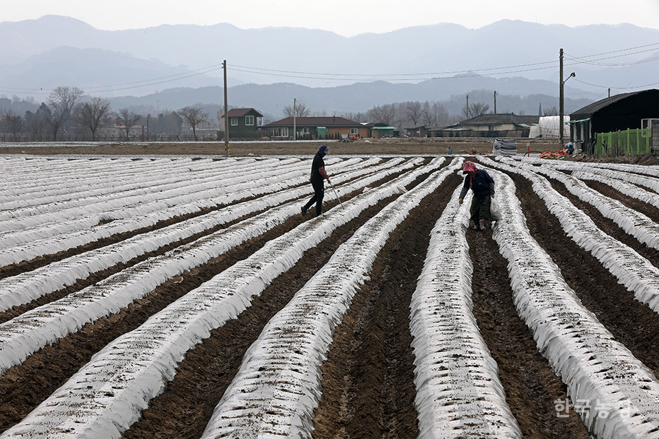 지난달 30일 강원 춘천시 서면 신매리 들녘에서 농민들과 외국인노동자들이 두백 품종의 씨감자를 심고 있다. 이날 감자 파종에 나선 농민은 "하지를 지나 7월 초순께 감자를 수확할 예정"이라고 말했다.