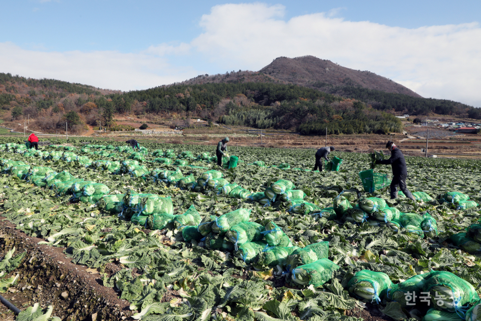 한국농촌경제연구원이 발표한 4월 농업관측에 따르면 배추 출하량이 감소할 것으로 전망된다. 사진은 전남 해남에서 배추를 수확 중인 농민들 모습. 한승호 기자