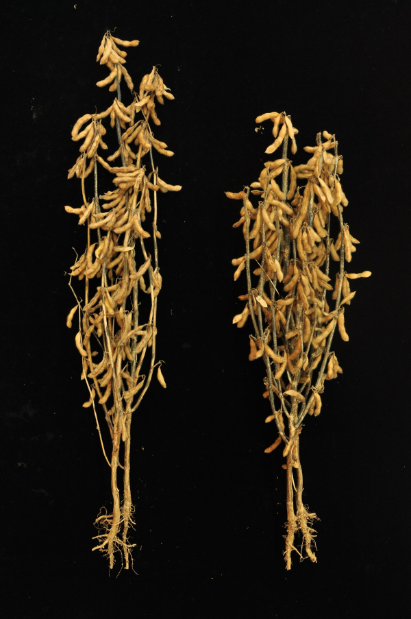 신품종 나물콩 '아람(왼쪽)' 품종과 도내서 주로 생산되는 '풍산(오른쪽)' 품종의 식물체 모습. 제주특별자치도 농업기술원 제공