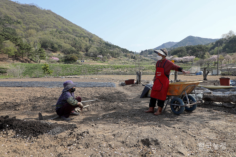 지난 12일 전남 장성군 장성읍 덕진리 들녘에서 밭일에 일손을 재촉하던 여성농민들이 벚나무의 그늘에 기대 담소를 나누고 있다. 