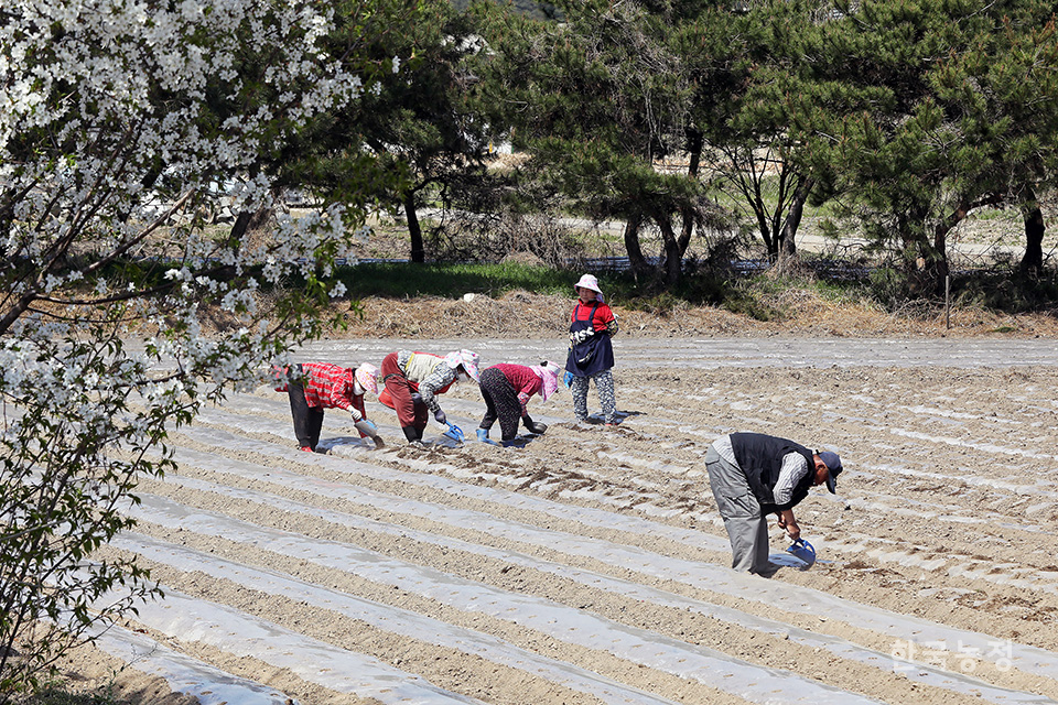 지난 12일 전북 정읍시 교암동 들녘에서 농민들이 땅콩을 파종한 뒤 흙으로 덮고 있다.