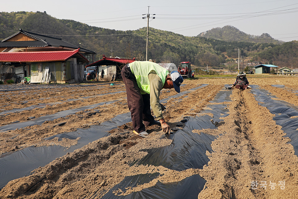 봄비가 내려 온갖 곡식을 기름지게 한다는 곡우를 하루 앞둔 지난 19일 강원 홍천군 서면 팔봉리 들녘에서 농민들이 땅콩을 파종하고 있다.