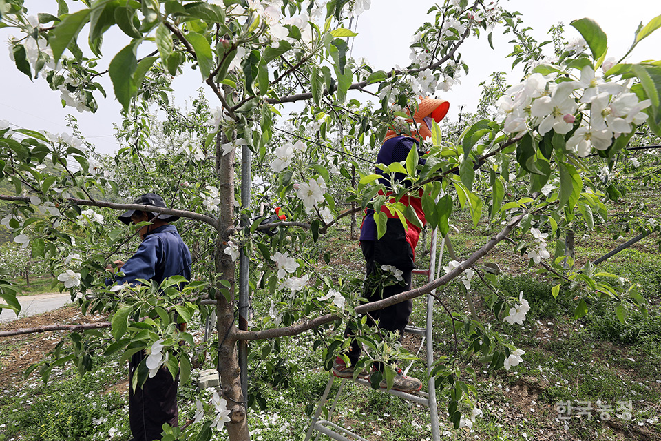 지난 25일 충북 괴산군 장연면 방곡리의 한 과수원에서 농민들이 흐드러지게 핀 사과나무의 꽃을 솎아내고 있다. 