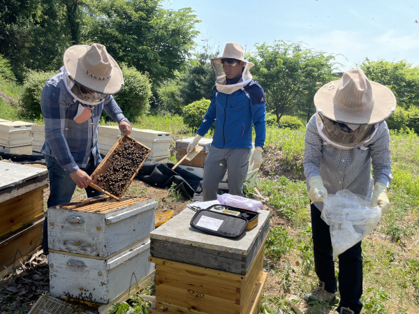 지난 5월 강원도 철원 채밀현장에서 국립농업과학원 잠사양봉소재과 연구원들이 벌의 상태와 채밀 수준을 관찰하고 있다.