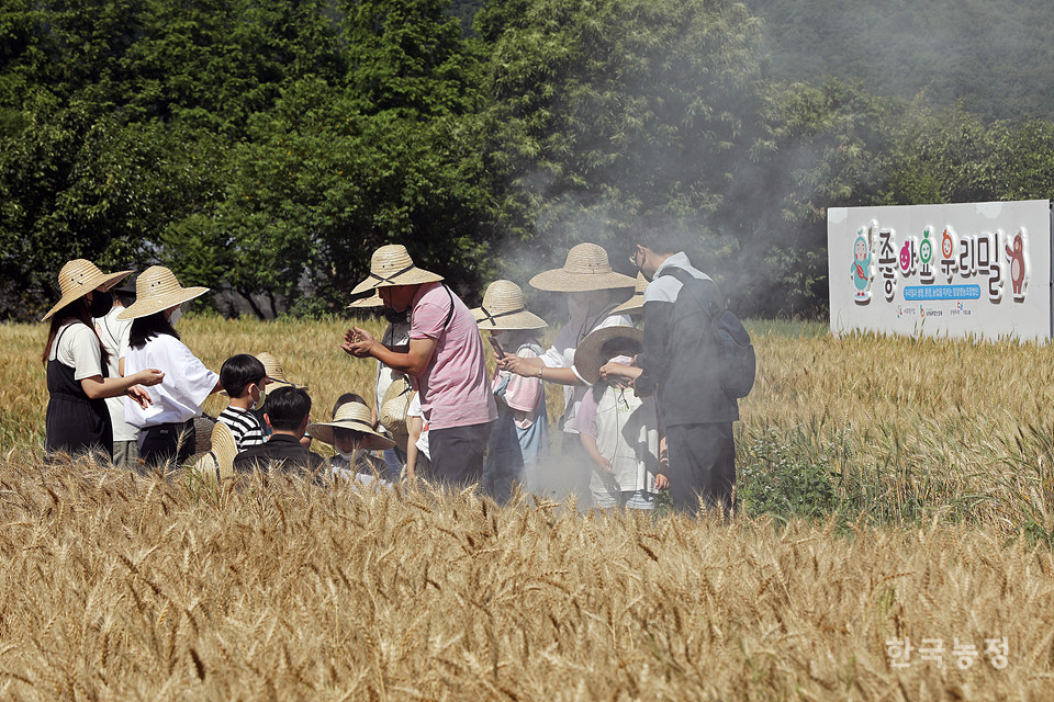 밀알영농조합법인의 ‘토종 우리밀 축제’를 찾은 체험객들이 지난 6일 경남 진주시 금곡면 죽곡리 밀밭에서 밀을 불에 살라 먹는 밀사리 체험을 하고 있다.