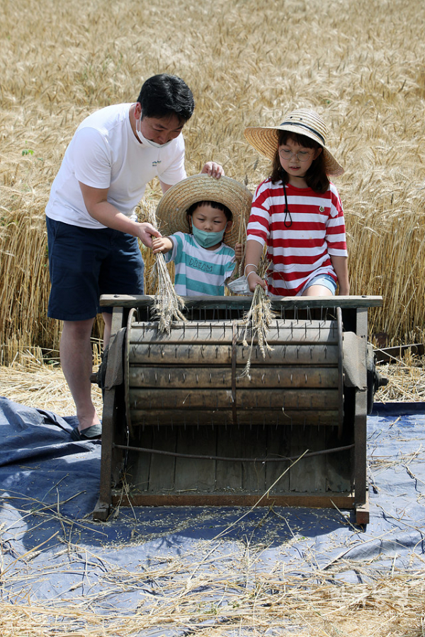 잘 익은 밀밭을 배경으로 한 가족이 ‘홀깨’를 이용해 밀을 탈곡하고 있다.