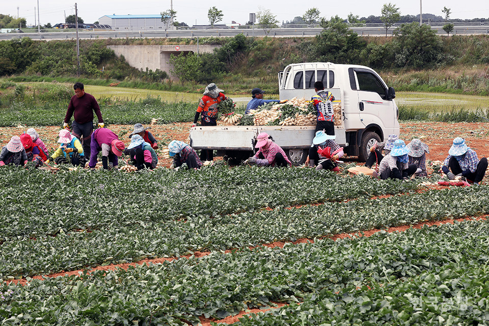 지난 14일 충남 서산시 고북면 정자리 들녘에서 여성농민들이 알타리무를 수확해 한 단씩 묶고 있다. 