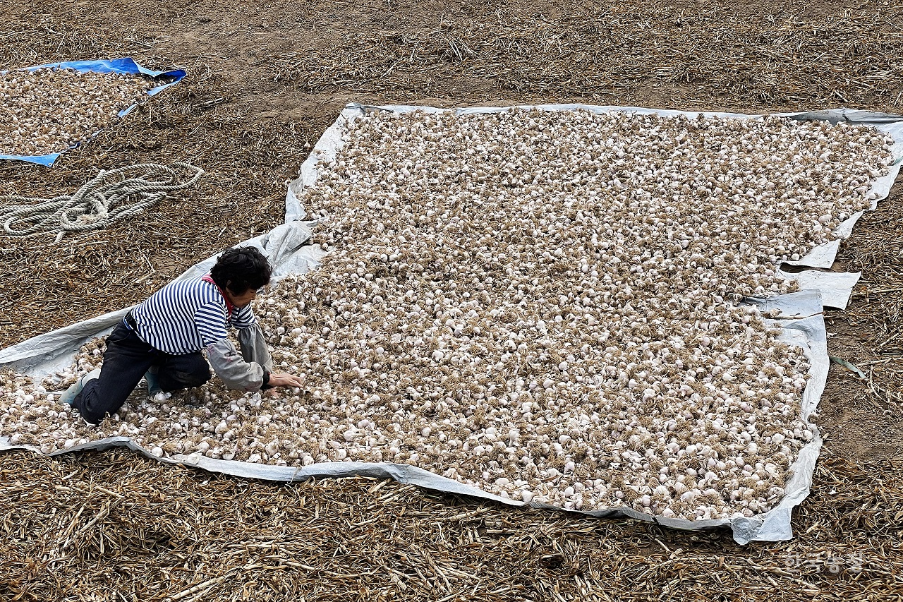 지난달 21일 충남 태안군 근흥면 가의도의 마늘밭에서 한 여성농민이 수확한 씨마늘을 광목천에 펼쳐 햇볕에 건조시키고 있다. 한승호 기자