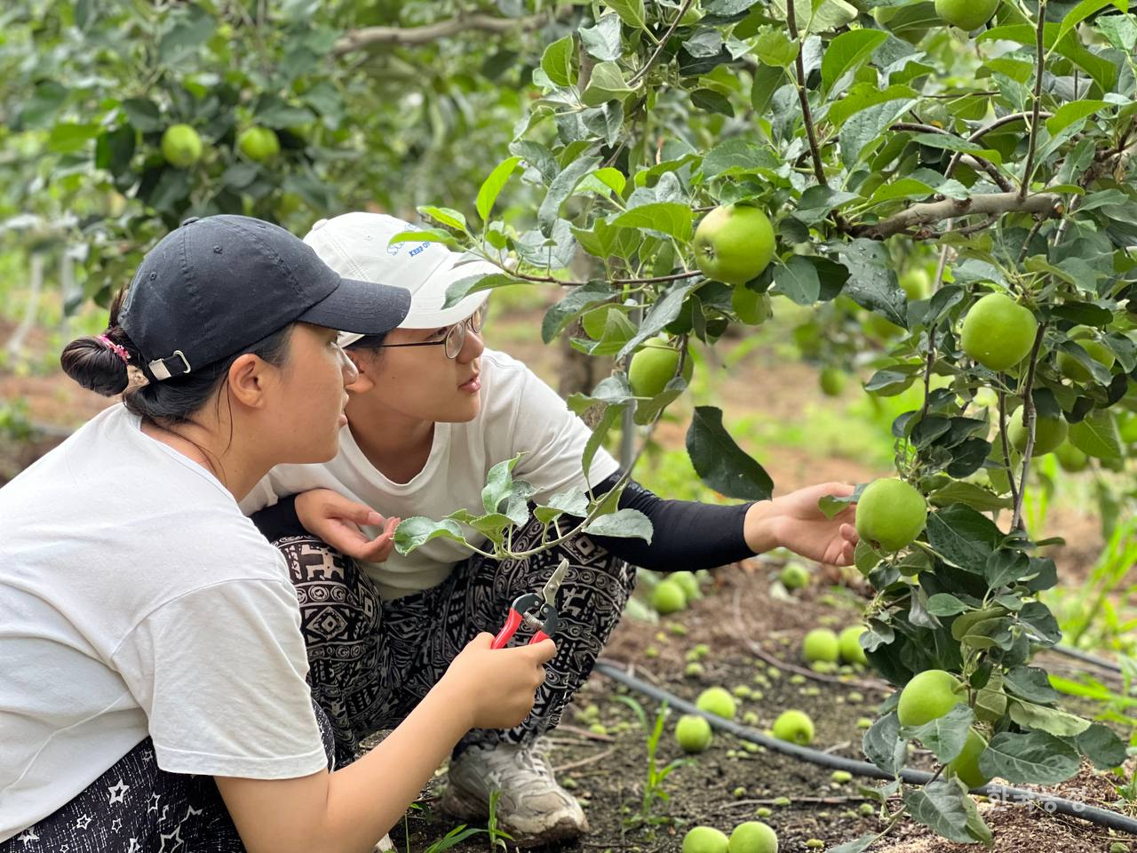 지난달 24일 강원지역 동아리들의 농민학생연대활동에 참가한 청년들이 홍천군 영귀미면 후동리의 사과 과수원에서 작업하고 있다.