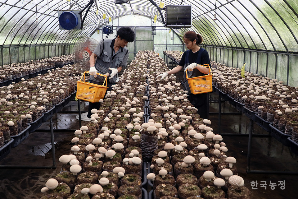 김병수·박미영 부부가 일정 크기로 자란 표고버섯을 배지에서 수확하고 있다.