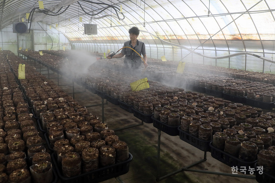 김병수씨가 수확이 마무리된 버섯 배지 위에 물을 분사하고 있다.