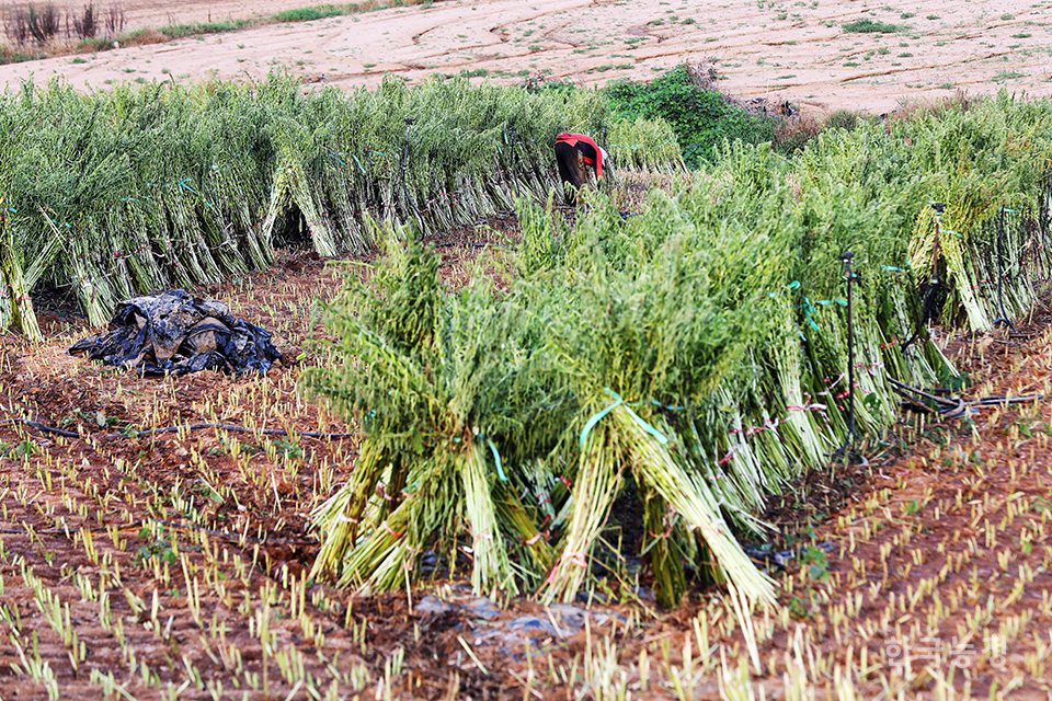 지난 5일 전남 무안군 운남면 연리 들녘에서 한 여성농민이 참깨를 햇볕에 말리기 쉽게 서로 기대어 세워놓은 뒤 밭을 덮고 있던 비닐을 제거하고 있다. 